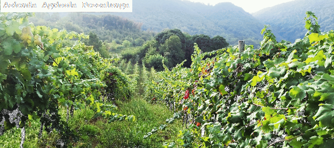 VINO CABERNET DOC AZ. AGRICOLA PEZZALUNGA
