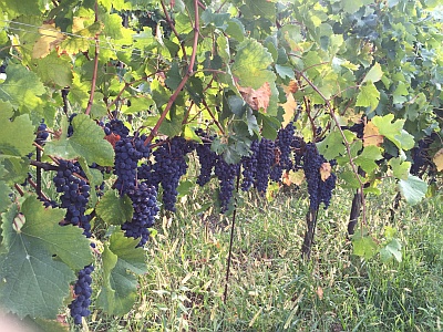 Tenuta Croara la vigna