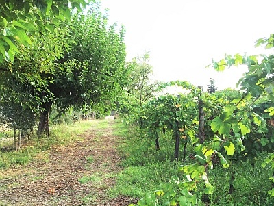 Tenuta Croara il vigneto